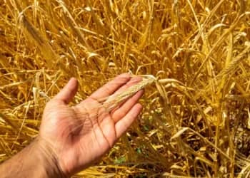 Rendements record de blé dans le Sahara algérien : El Oued en voie de devenir un pôle céréalier stratégique