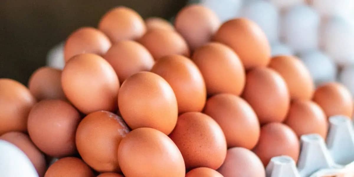 Œufs en Algérie : les vraies raisons de la flambée des prix Œufs en Algérie : les vraies raisons de la flambée des prix