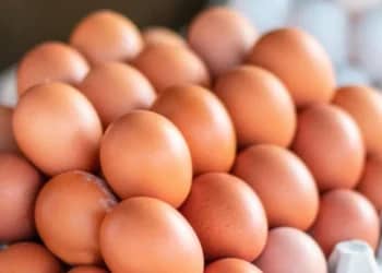 Algérie : feu vert pour l’exportation après une production record de 10 milliards d’œufs