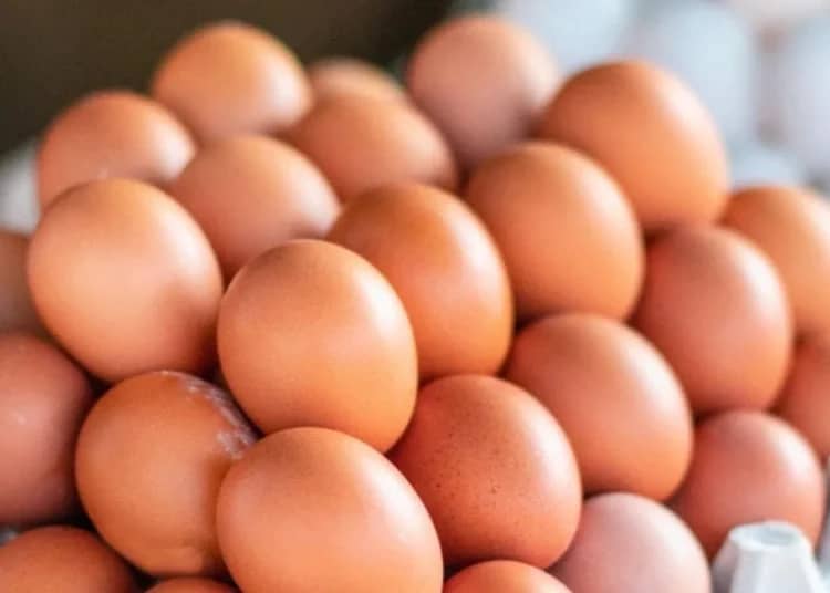 Algérie : feu vert pour l’exportation après une production record de 10 milliards d’œufs