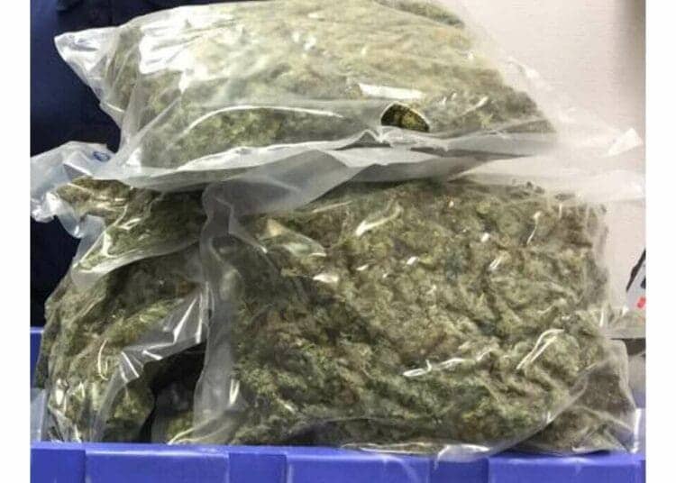 Un Algérien arrêté en flagrant délit à Valence avec 4000 plants de cannabis et 200 kg de marijuana prêts à la vente Un Algérien arrêté en flagrant délit à Valence avec 4000 plants de cannabis et 200 kg de marijuana prêts à la vente