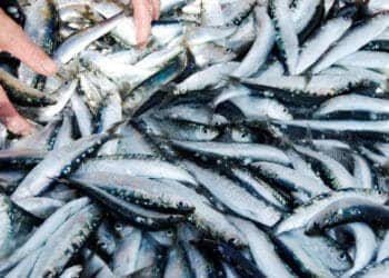 Sardine en Algérie : pourquoi son prix a chuté à 150 DA ?
