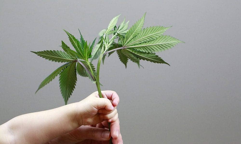 Bébé de 9 mois intoxiqué au cannabis en France : des parents algériens sous le coup d’une expulsion (OQTF)