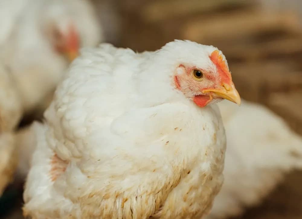 Cet éleveur algérien révolutionne la production de viande blanche en été grâce à une méthode innovante Cet éleveur algérien révolutionne la production de viande blanche en été grâce à une méthode innovante
