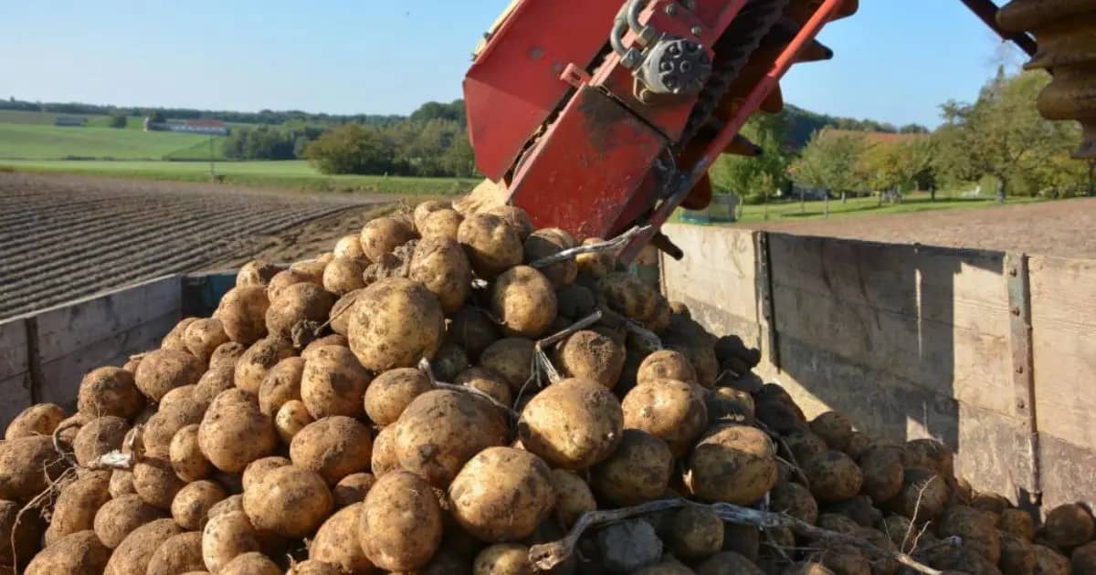 Vérité sur les pommes algériennes : découvrez les raisons cachées derrière la flambée des prix