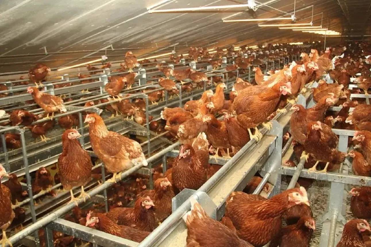 Cet éleveur algérien révolutionne la production de viande blanche en été grâce à une méthode innovante Cet éleveur algérien révolutionne la production de viande blanche en été grâce à une méthode innovante