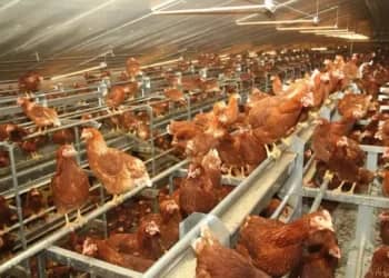 Pourquoi le prix du poulet chute en Algérie inquiète-t-il ?