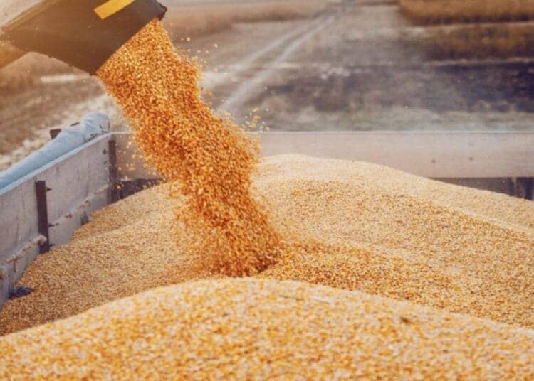 Récolte de céréales 2025 à Oran : un record historique avec plus de 53 000 quintaux récoltés Contrat record de blé : l’Algérie frappe un grand coup
