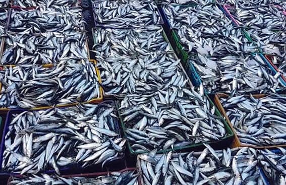 Sardine à 1800 dinars le kilo en Algérie : faut-il s’en inquiéter ?