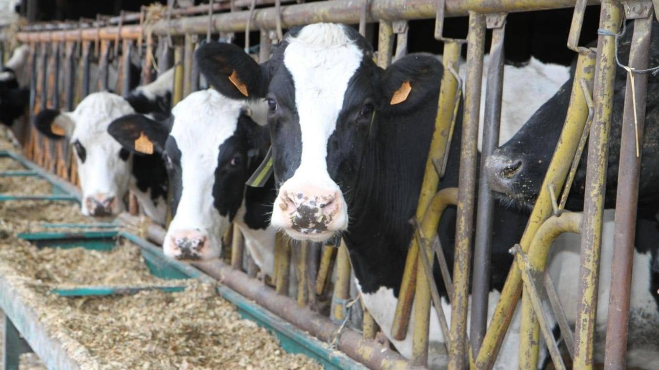 Algérie : la plus grande ferme au monde boostée par l’innovation technologique allemande