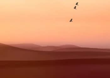 Découvertes inédites dans le Sahara algérien : une faune aviaire insoupçonnée