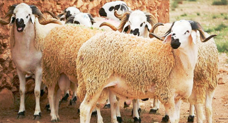 Pourquoi l’Algérie importe 1 million de moutons en 2026 Pourquoi l’Algérie importe 1 million de moutons en 2026