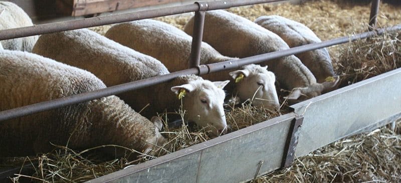 Moutons
