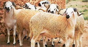 Moutons