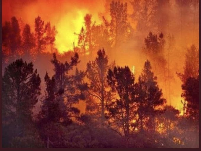 Algérie : les forêts du nord en feu