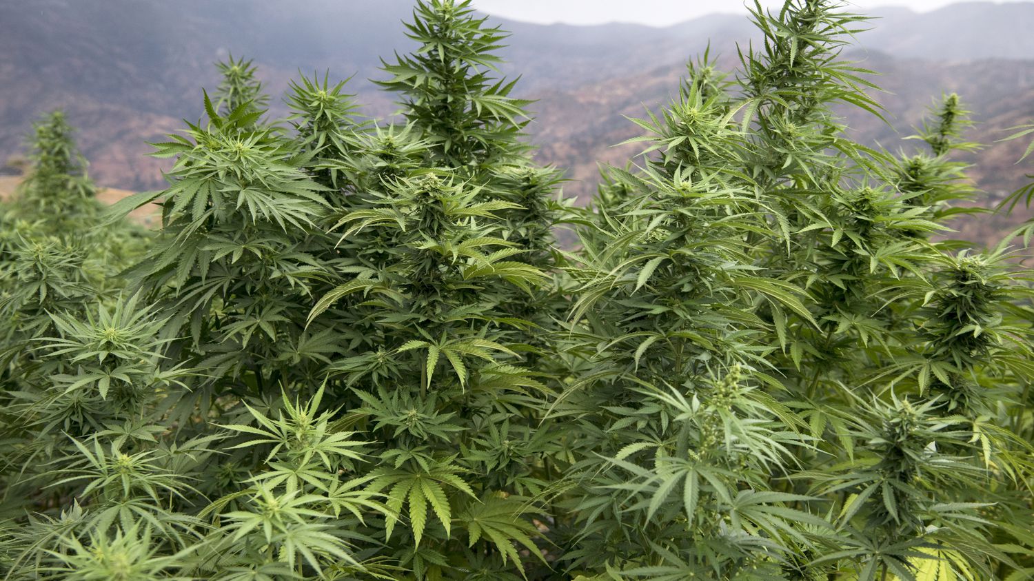 La loi sur le cannabis peine à se concrétiser au Maroc