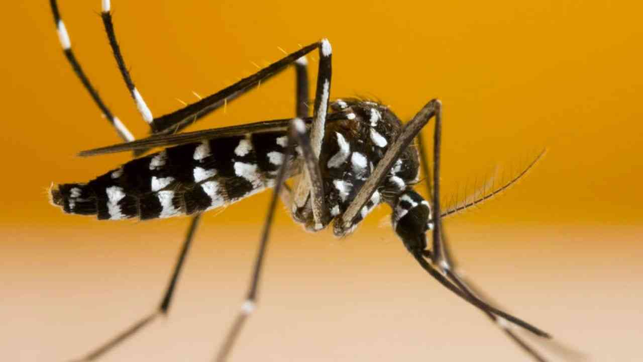 algerie montee moustique tigre dans 24 communes alger