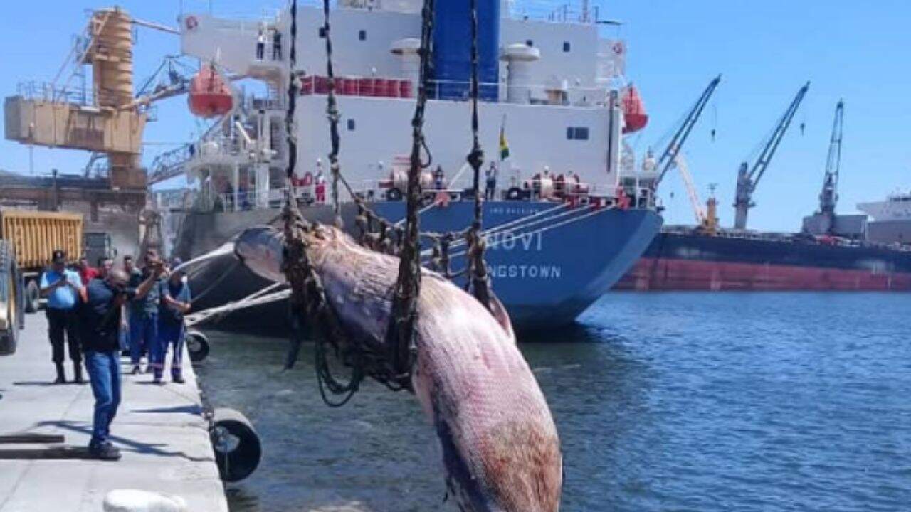 enorme baleine morte recuperee dans bassin portuaire bejaia algerie images
