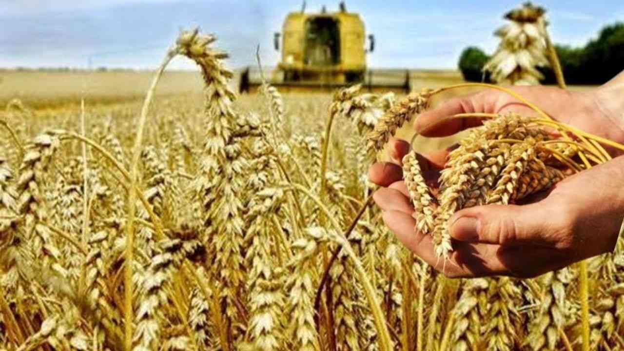 Algérie : vers un record d'importations de céréales en 2024, enjeux et stratégies agricoles