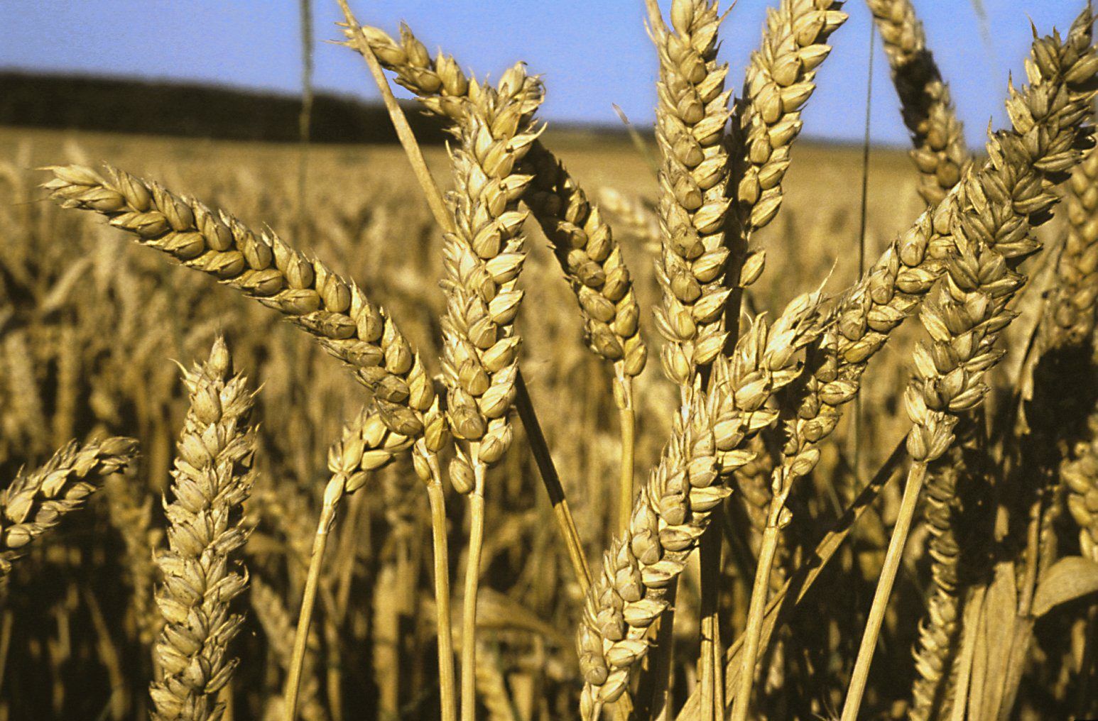 Algérie : Le lancement d’un appel d’offres pour l’achat de 50 000 tonnes de blé