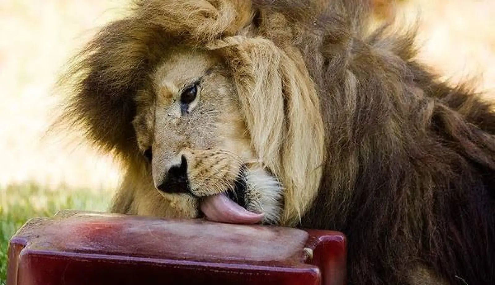 To-counter-the-heat-a-zoo-offers-animals-ice-cream-flavored-with-blood