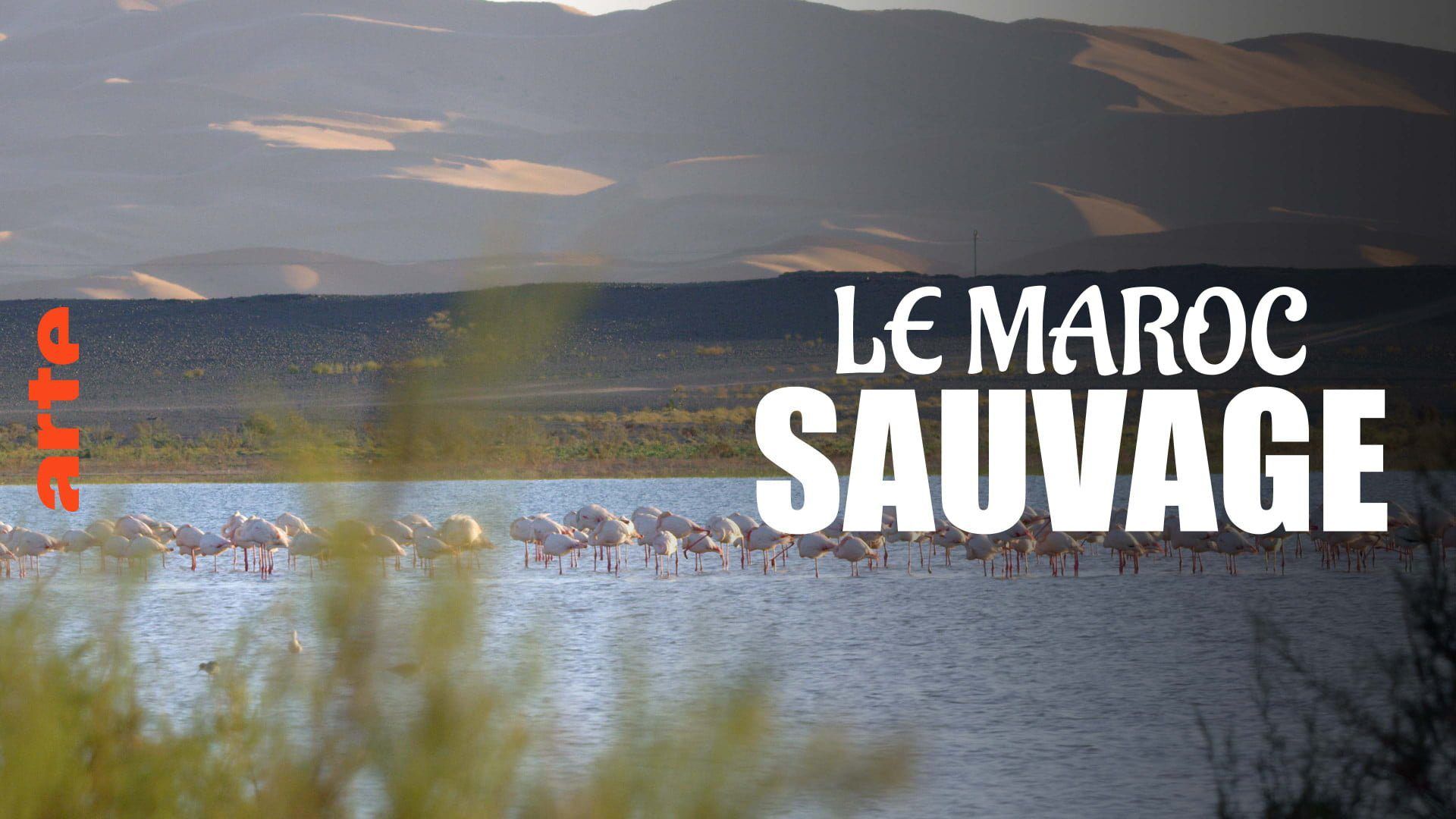 Coup de tonnerre ! Voici le  documentaire de la chaîne ARTE qui enfonce le Maroc