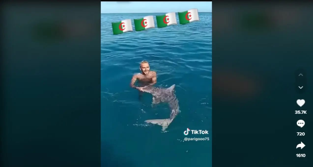 Algerie-requin