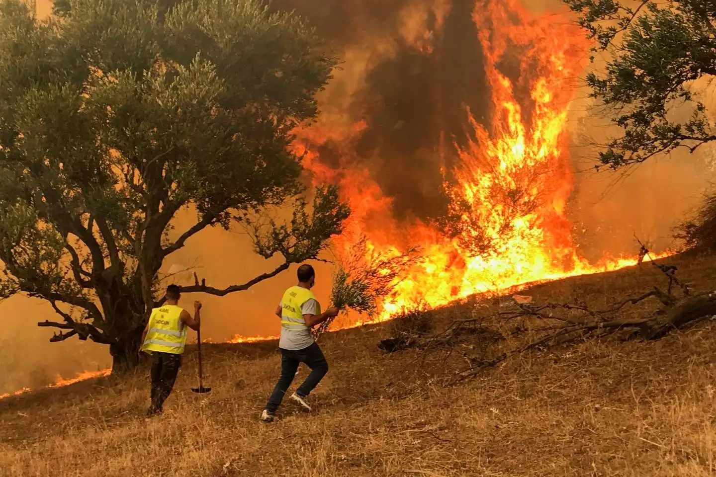 Des incendies de forêt déclarés