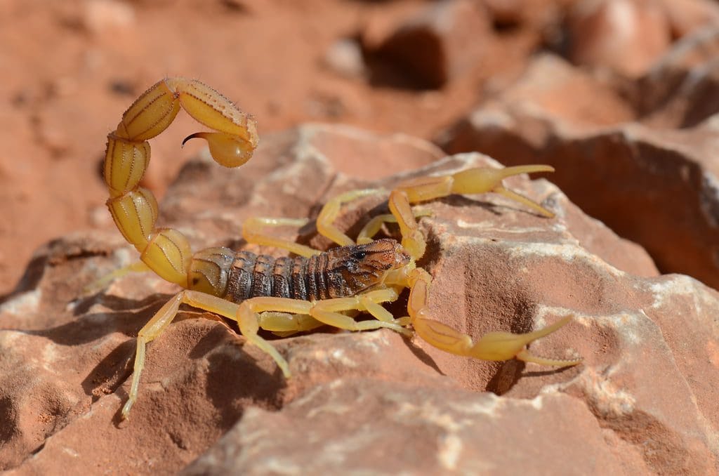 Au Maroc, les piqûres de scorpion font des morts cet été