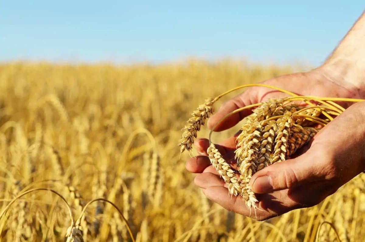 Campagne céréalière en Algérie