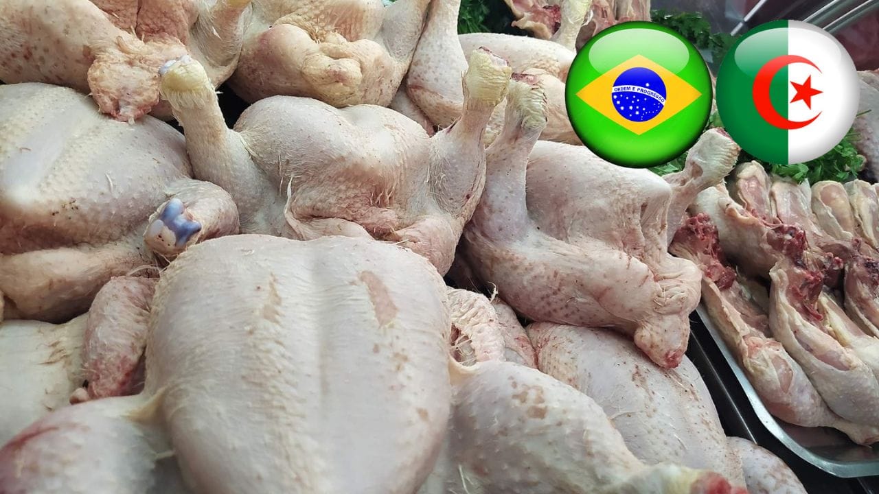 Le Brésil peut désormais exporter de la viande de poulet en Algérie