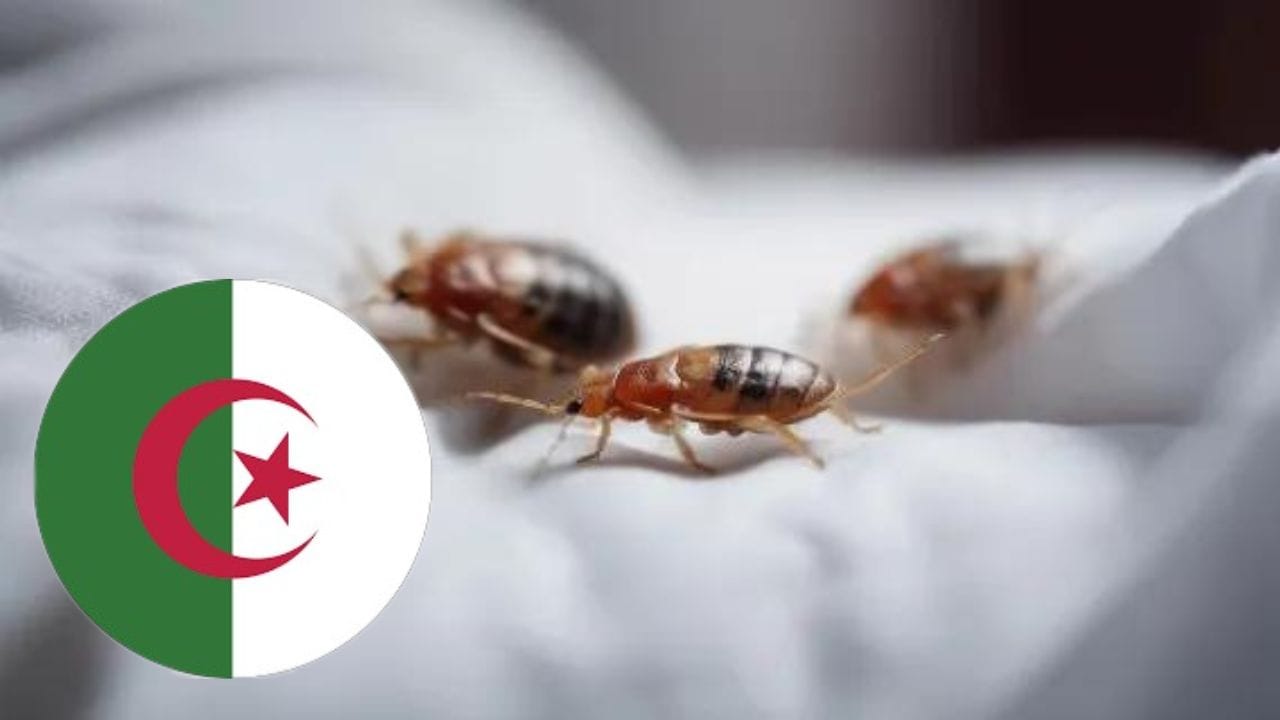 Punaises de lit en Algérie : Inquiétude après l'infestation d'un hôtel à Annaba