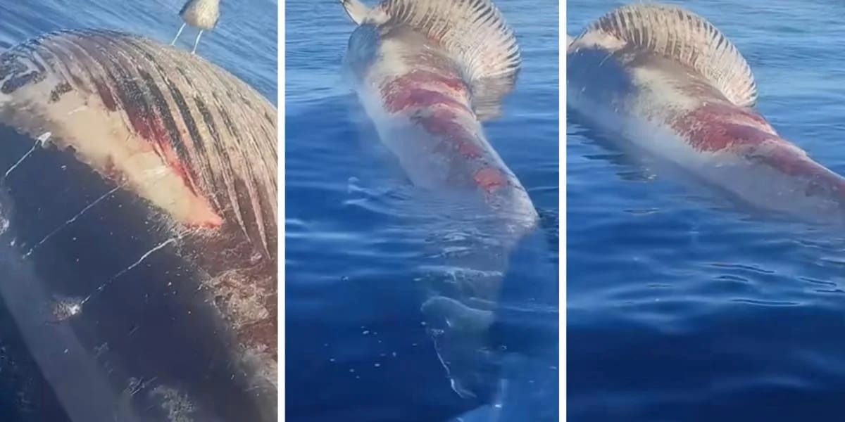 Oran : Une grosse baleine échoue non loin du rivage de Cap Rousseau (vidéo)