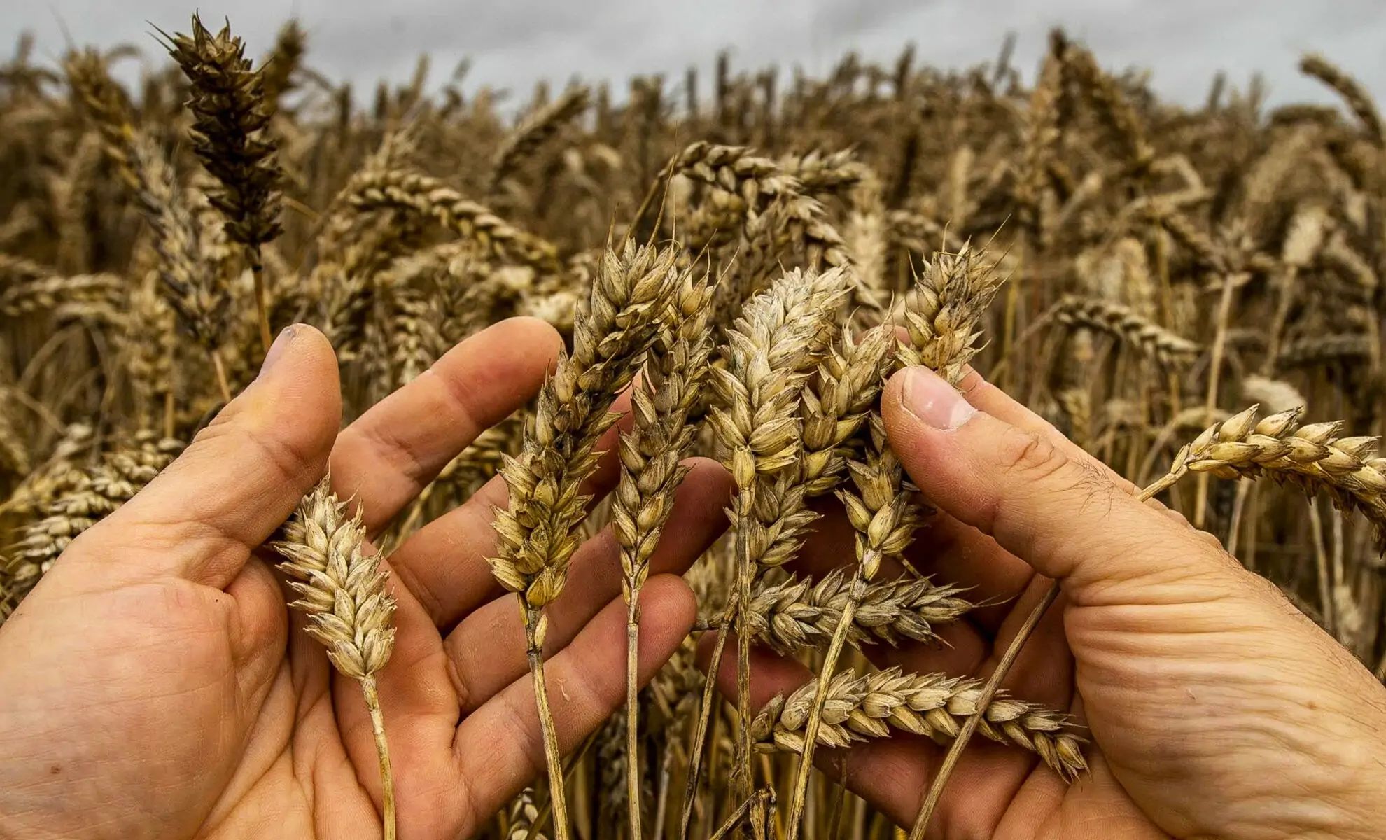 L’Algérie, premier producteur de blé au Maghreb !
