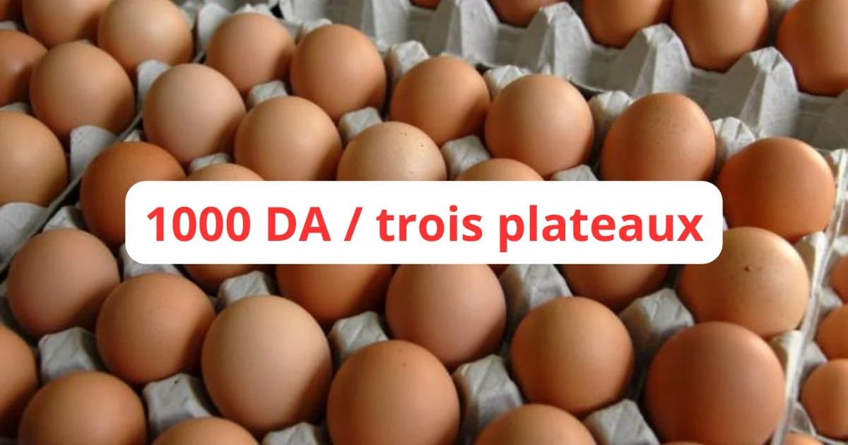Baisse spectaculaire des prix des œufs en Algérie : 1000 DA pour trois plateaux ! 