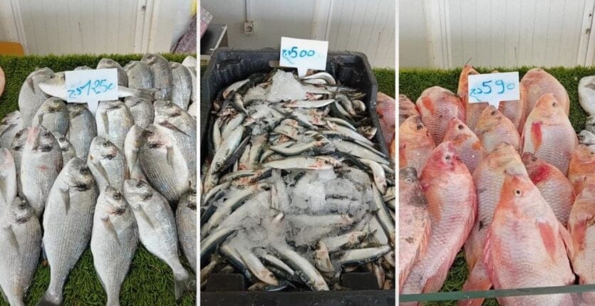 Offres poissonneuses à Alger : Sardine à 500 DA et Daurade à 1250 DA ! Alger : Sardine à 500 DA et Daurade à 1250 DA !