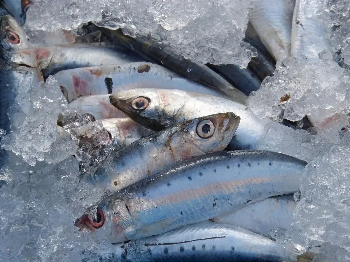 Sardine en Algérie : pourquoi son prix a chuté à 150 DA ?