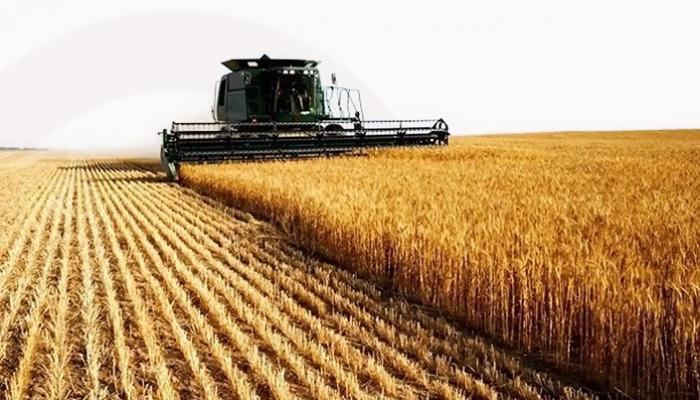 L’Algérie, premier producteur de blé au Maghreb !