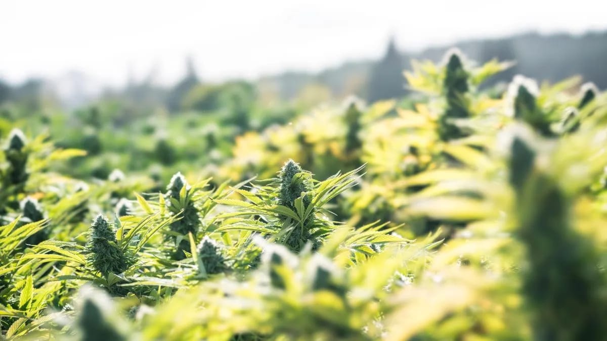 Légalisation du cannabis au Maroc