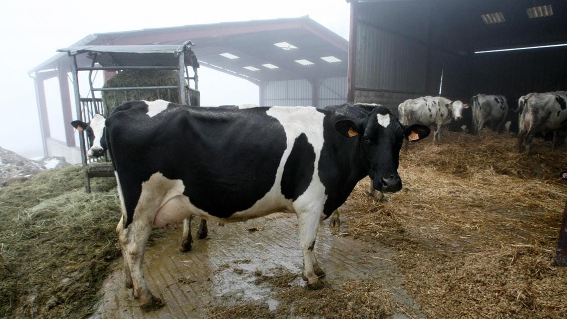 Mort mystérieuse des bovins à Blida : au moins 40 vaches mortes, cause inconnue