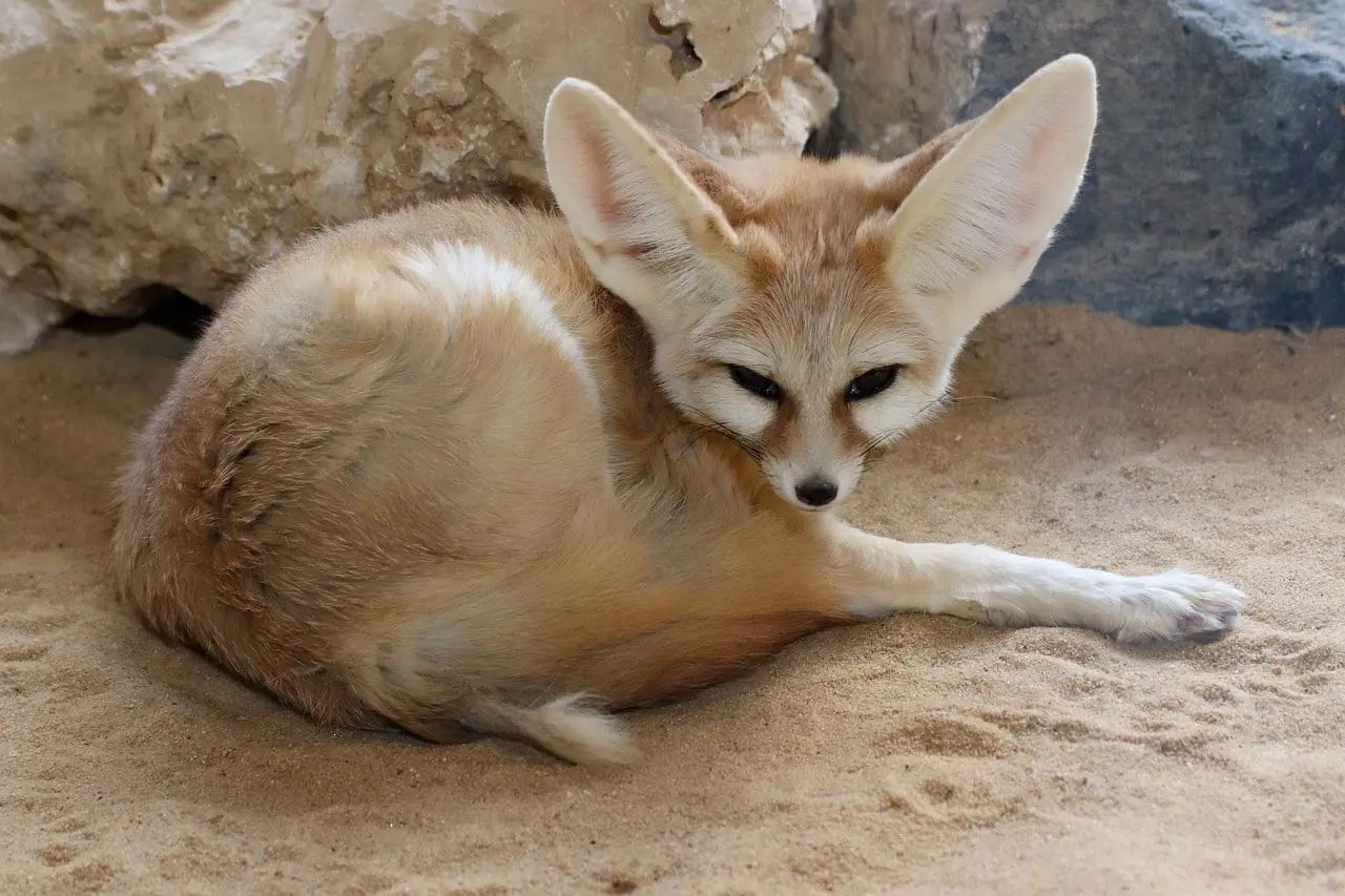 Sahara algérien : Découverte d'un renard pâle