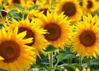 Culture du tournesol : nouvelle passion des agriculteurs dz
