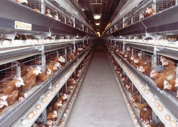 Production de poulets en Algérie : 2 mesures stratégiques pour dynamiser la filière