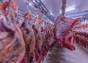 picture caracteristiques viande halal une les