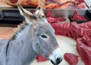 Ramadan 2025 : Ils ont failli faire manger de la viande d'âne aux Algériens, la justice a sanctionné !