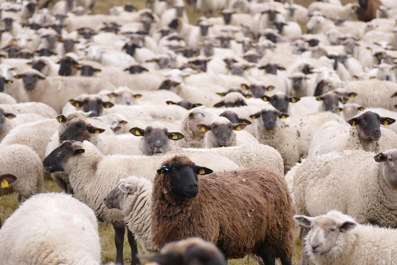 Aïd el-Adha : Face à la flambée des prix, l'Algérie sur le point d'importer massivement du bétail