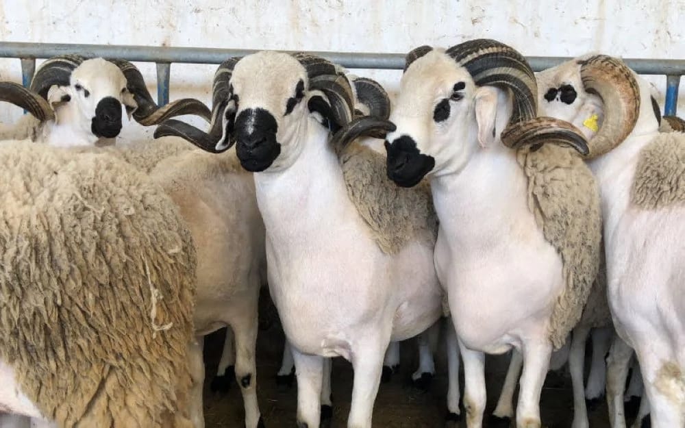 60 000 moutons étrangers débarquent en Algérie : une opération choc pour casser les prix de l'Aïd El-Adha 2025 !