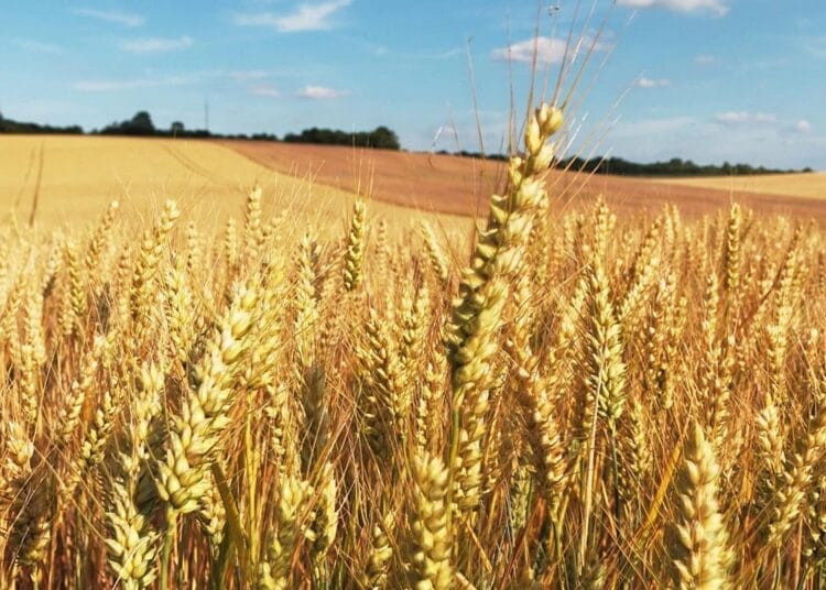 Rendements de blé : El Oued sonne une révolution
