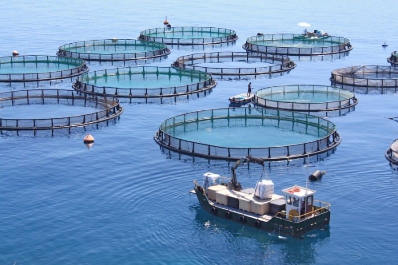 Quand l’eau coupe à Alger, l’aquaculture coule à flots à Tizi-Ouzou