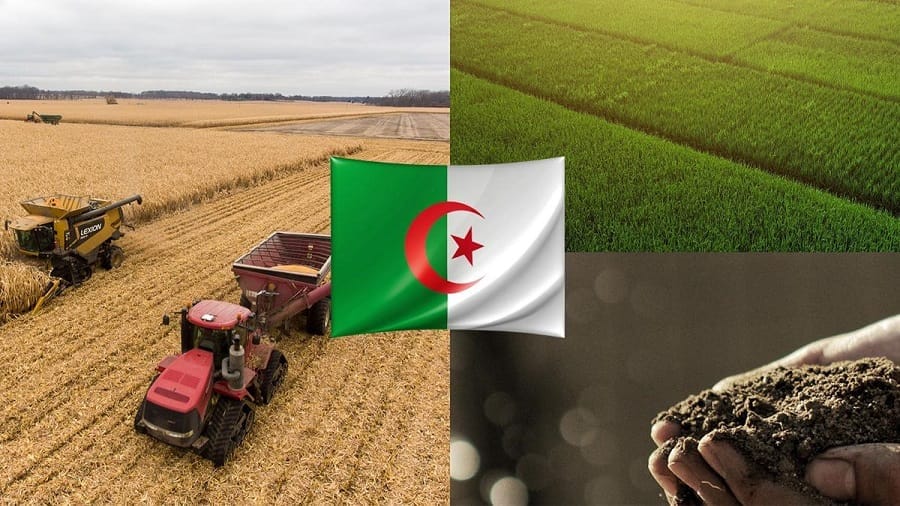 Surproduction agricole en Algérie : quand les oeufs, oignons et pastèques inondent le marché